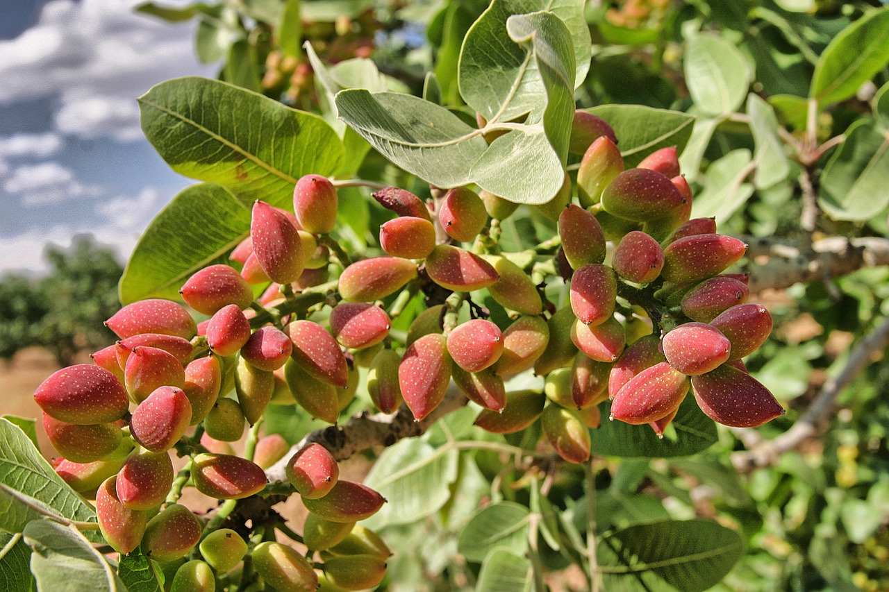 pistachio-1137886_1280